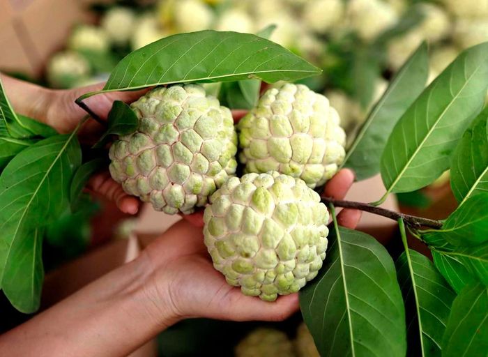 Những quả na căng tròn trong bàn tay người trồng, mang hương vị ngọt thanh đặc trưng của vùng trồng na Bồ Lý. Ảnh: Hoàng Hùng - TTXVN