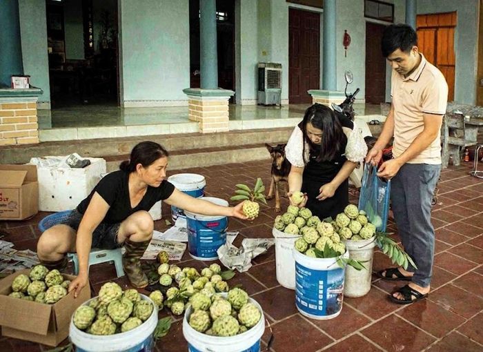 Ngay từ sáng sớm, khách hàng đã có mặt tại nhà vườn để lựa chọn những quả na vừa được thu hoạch từ đêm. Ảnh: Hoàng Hùng - TTXVN