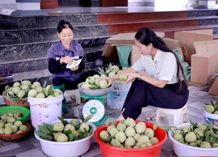 Khách hàng lựa chọn mua na Bồ Lý tại nhà vườn ngay sau khi thu hoạch. Ảnh: Hoàng Hùng - TTXVN