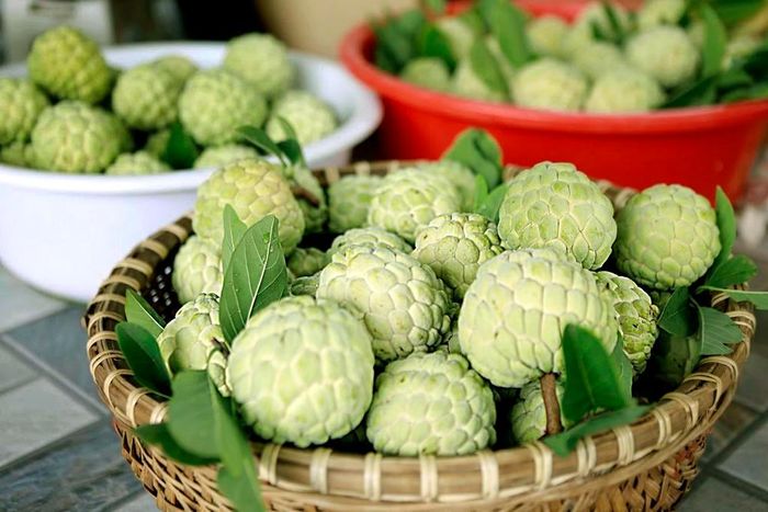 Những quả na Bồ Lý chín đều, căng tròn, mang theo hương vị ngọt lành của vùng quê Phú Thọ. Ảnh: Hoàng Hùng – TTXVN