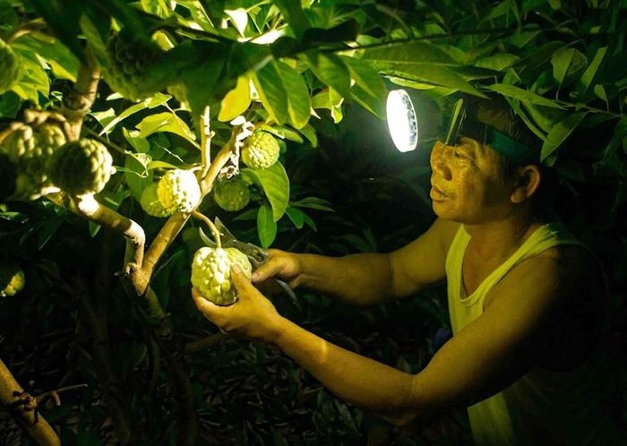 Thu hái từ ban đêm đến rạng sáng là cách người trồng na giữ độ tươi ngon của quả trước khi đưa ra thị trường. Ảnh: Hoàng Hùng - TTXVN