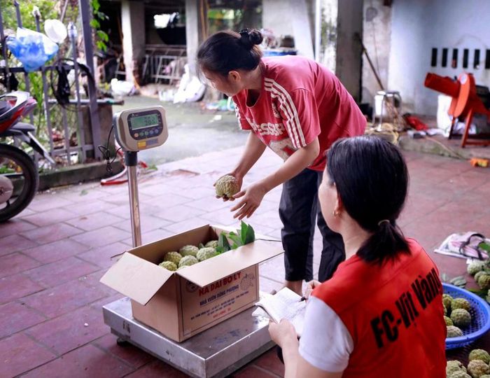 Những thùng na lần lượt được đưa lên cân, khâu cuối cùng trước khi rời vườn đến với khách hàng. Ảnh: Hoàng Hùng – TTXVN