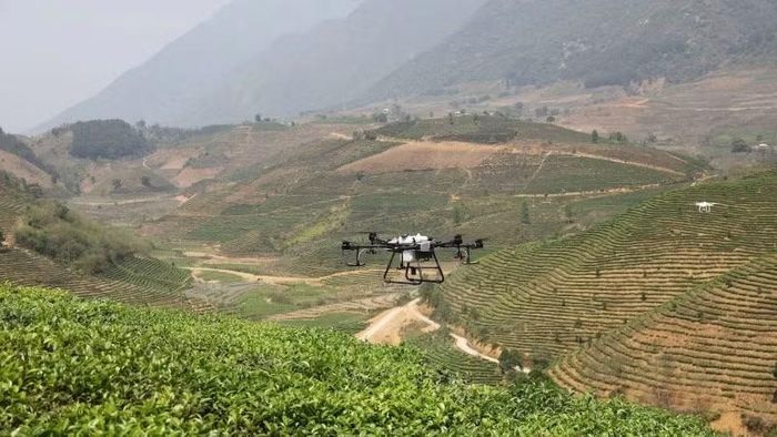 Sử dụng thiết bị bay không người lái (drone) trong sản xuất nông nghiệp trên địa bàn tỉnh Lai Châu. (Ảnh: MINH ANH)