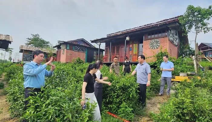 Lãnh đạo xã Minh Đài kiểm tra diện tích chè trên địa bàn xã.