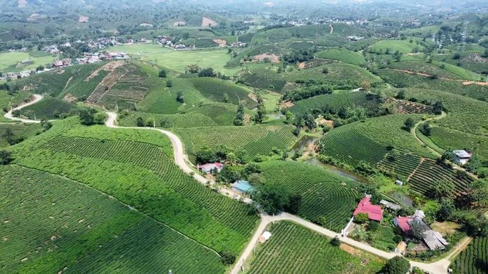 Vùng chè rộng lớn của xã Minh Đài là thế mạnh để xã phát huy lợi thế trong phát triển kinh tế.