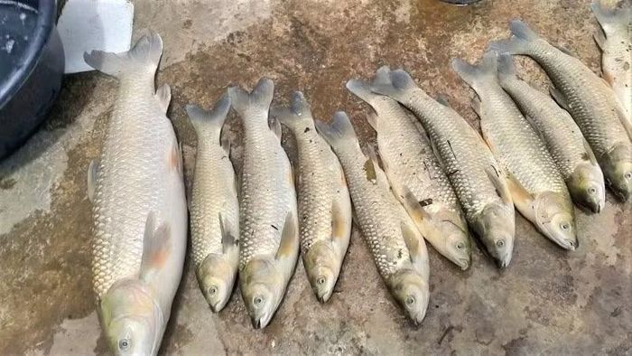 Hiện tượng cá chết bất thường trên sông Lam, đoạn qua xã Tam Quang bắt đầu xuất hiện từ cuối tháng 5/2026 và kéo dài đến nay. (Ảnh: CTV)