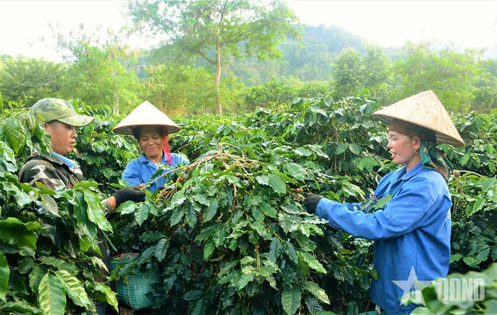 Việc áp dụng đồng bộ các tiến bộ khoa học đã giúp nông dân tỉnh Điện Biên nâng cao giá trị cà phê, từng bước mở rộng thị trường tiêu thụ. Ảnh: PHẠM TRUNG