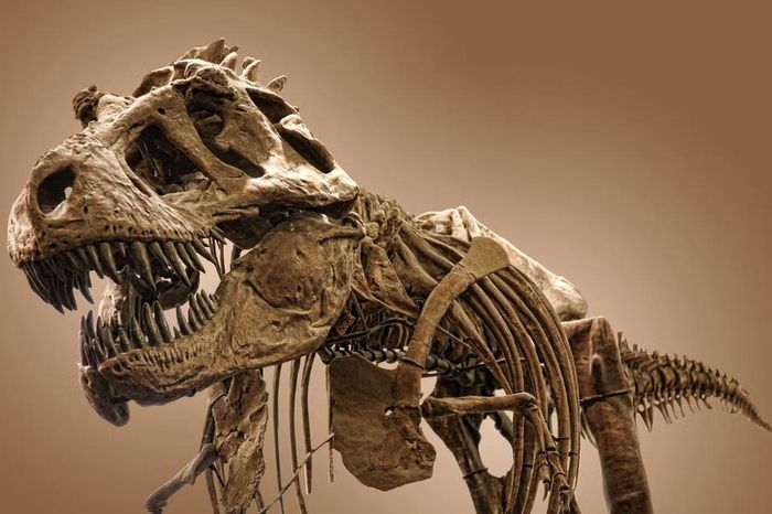 Cấu trúc bộ hàm khổng lồ của T. rex với lực cắn khủng khiếp đủ sức để lại những rãnh sâu trên xương mồi. (Ảnh: Shutterstock)