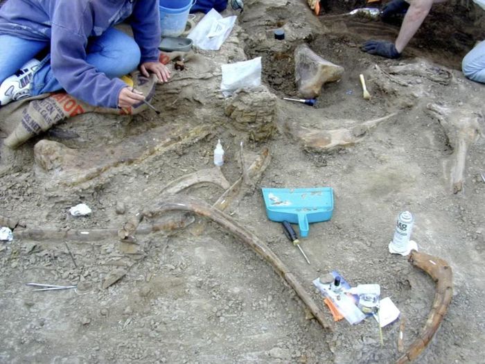 Công tác khai quật hóa thạch khủng long mỏ vịt Edmontosaurus annectens tại vùng đất Wyoming, Mỹ. (Ảnh: Bethania C.T. Siviero / CC-BY 4.0)