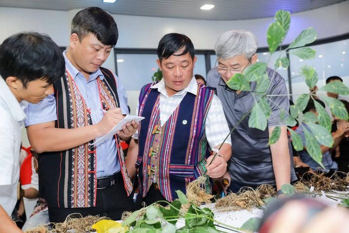 Các chuyên gia chấm chọn cây Sâm Ngọc Linh dự thi. (Ảnh: Cổng Thông tin Điện tử thành phố Đà Nẵng)
