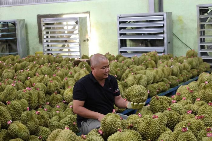 Có mã số vùng trồng, sầu riêng mới được xuất khẩu chính ngạch sang Trung Quốc