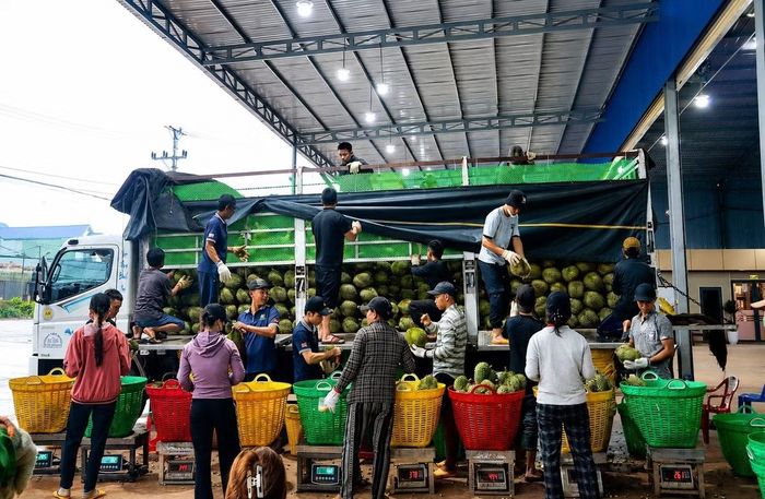 Mã số cơ sở đóng gói là một trong những điều kiện tiên quyết để xuất khẩu