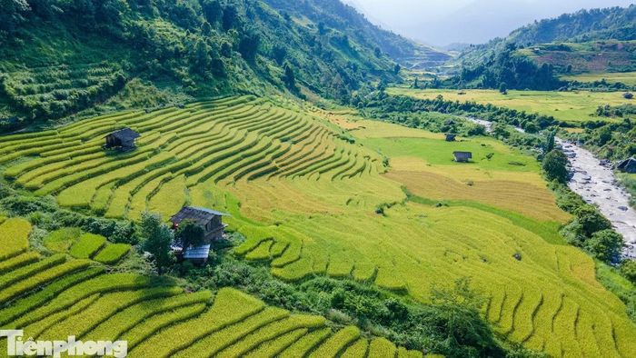 Vào mùa này, khi lúa bắt đầu ngả vàng, cả thung lũng như được khoác lên tấm áo mới. Dưới ánh nắng, những thửa ruộng bậc thang ánh lên sắc vàng rực rỡ, nổi bật giữa màu xanh của núi rừng. Thấp thoáng giữa những tầng ruộng bậc thang là những lán nương của đồng bào nằm xen kẽ theo triền đồi.