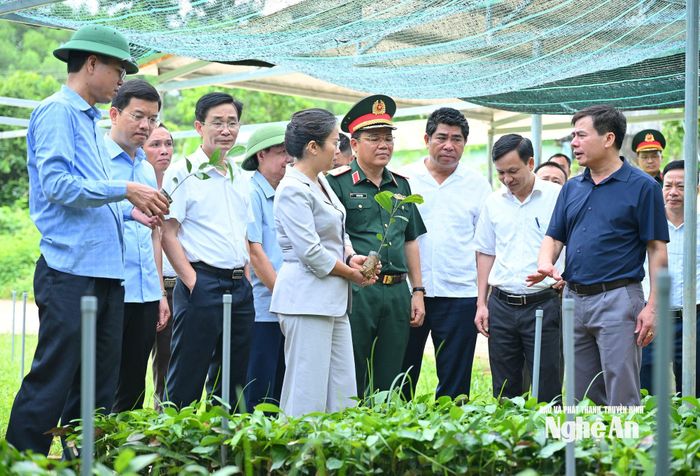 Phó Bí thư Tỉnh ủy khảo sát vườn ươm của Khu Bảo tồn thiên nhiên Pù Hoạt. Ảnh: Thành Cường