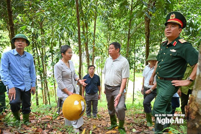 Đoàn công tác Ban Chỉ đạo phát triển dược liệu tỉnh tham quan mô hình trồng quế tại xã Tiền Phong. Ảnh: Thành Cường