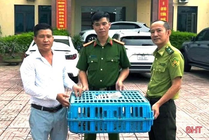 Công dân Lê Hải Quân tự nguyện giao nộp cá thể kỳ tôm cho lực lượng chức năng