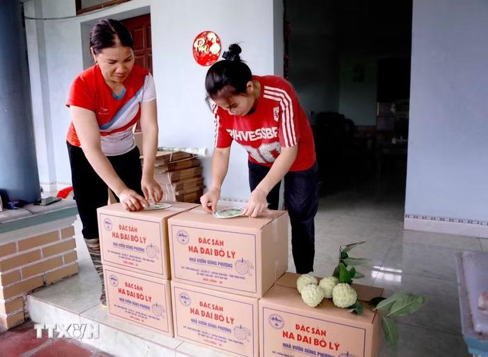 Từng thùng na được dán nhãn nhận diện của nhà vườn trước khi xuất bán, góp phần nâng cao giá trị và uy tín của sản phẩm. (Ảnh: Hoàng Hùng/TTXVN)