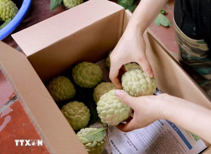 Na Bồ Lý được đóng gói trong thùng sau khi phân loại, sẵn sàng đưa ra thị trường. (Ảnh: Hoàng Hùng/TTXVN)