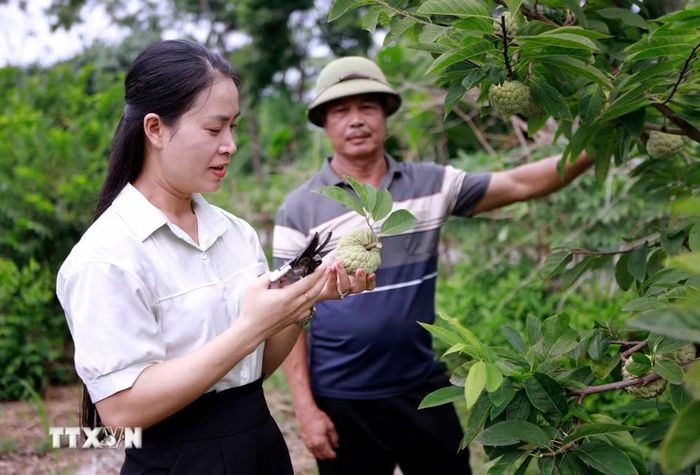 Những vườn na xanh mướt dưới chân dãy Tam Đảo là điểm đến hấp dẫn của du khách mỗi mùa quả chín. (Ảnh: Hoàng Hùng/TTXVN) 