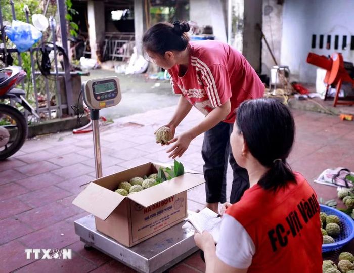 Những thùng na lần lượt được đưa lên cân, khâu cuối cùng trước khi rời vườn đến với khách hàng. (Ảnh: Hoàng Hùng/TTXVN)