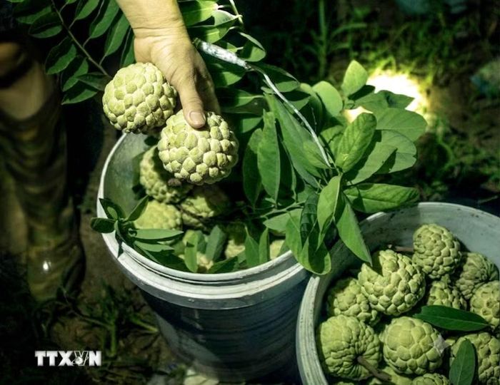 Những thùng na Bồ Lý đầy ắp quả chín sau một đêm thu hoạch của người trồng na. (Ảnh: Hoàng Hùng/TTXVN)