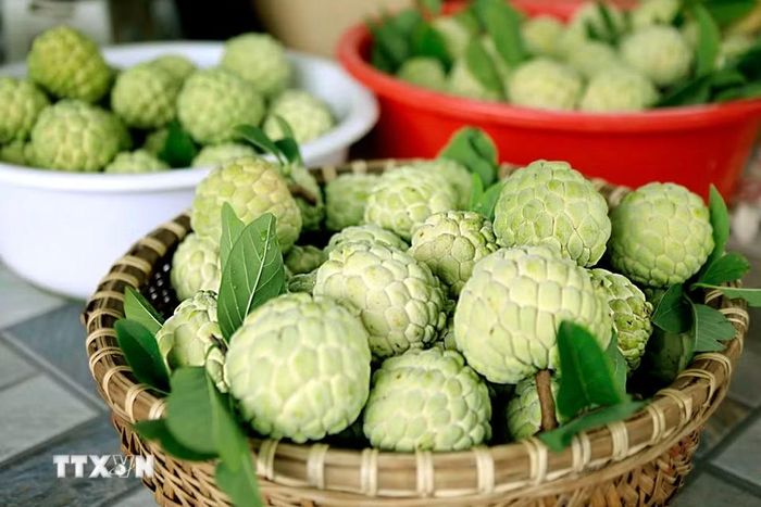 Những quả na Bồ Lý chín đều, căng tròn, mang theo hương vị ngọt lành của vùng quê Phú Thọ. (Ảnh: Hoàng Hùng/TTXVN)