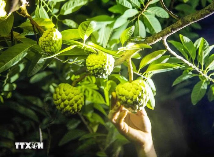Nhờ điều kiện khí hậu và thổ nhưỡng đặc trưng dưới chân dãy Tam Đảo, na dai Bồ Lý có vị ngọt thanh, thịt quả dẻo, thơm. (Ảnh: Hoàng Hùng/TTXVN)