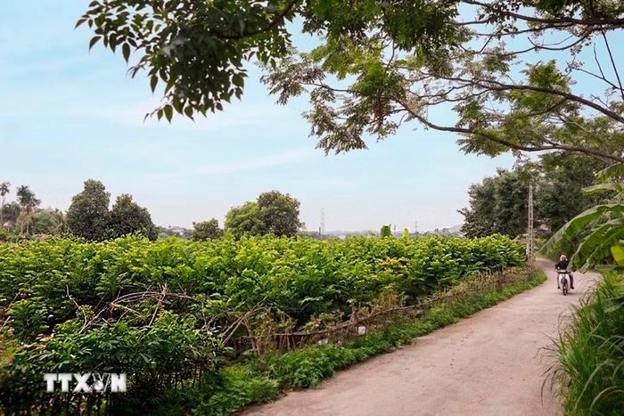 Cây na đang mang lại nguồn thu nhập ổn định cho người dân xã Đại Đình, góp phần nâng cao giá trị nông sản địa phương. (Ảnh: Hoàng Hùng/TTXVN)