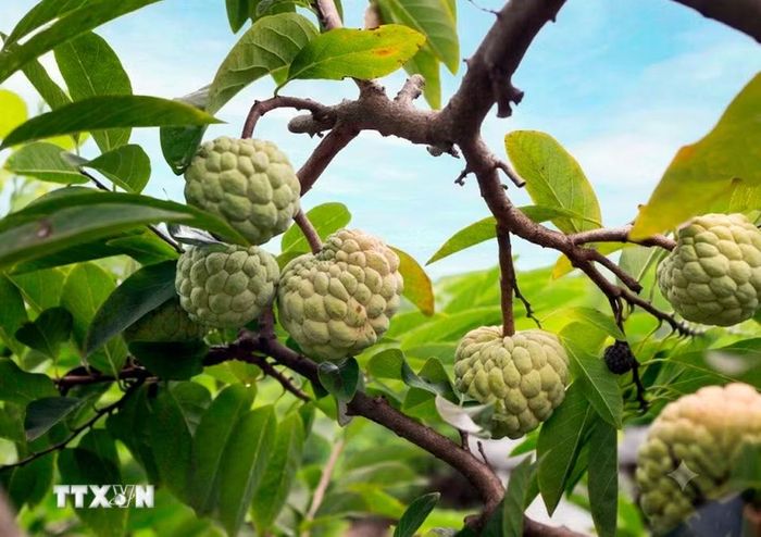 Nhờ điều kiện khí hậu và thổ nhưỡng đặc trưng, na Bồ Lý có múi dai, vị ngọt thanh và hương thơm riêng có. (Ảnh: Hoàng Hùng/TTXVN)