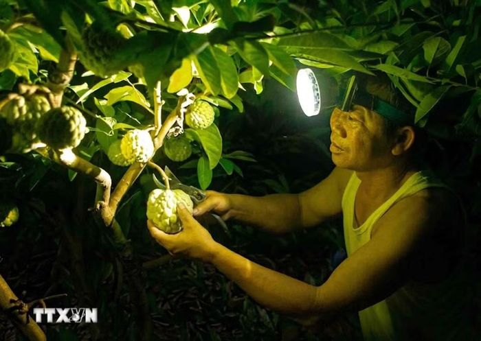 Thu hái từ ban đêm đến rạng sáng là cách người trồng na giữ độ tươi ngon của quả trước khi đưa ra thị trường. (Ảnh: Hoàng Hùng/TTXVN)