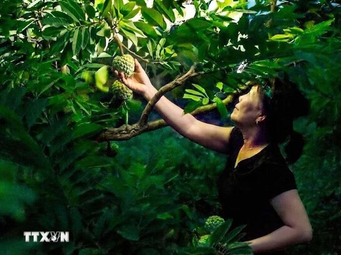 Thu hái trong đêm đã trở thành hình ảnh quen thuộc mỗi mùa na Bồ Lý. (Ảnh: Hoàng Hùng/TTXVN)