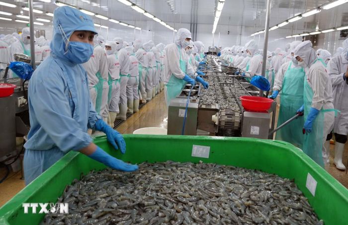 Chế biến tôm xuất khẩu đem lại nguồn thu lớn cho tỉnh Cà Mau. (Ảnh: Trung Hiếu/TTXVN)
