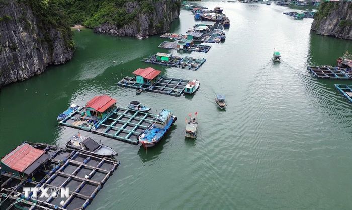 Nhiều hộ dân ở đặc khu Cát Hải, Hải Phòng, vay vốn đầu tư nuôi cá lồng bè. (Ảnh: Trần Việt/TTXVN)