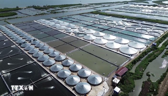Nuôi tôm chất lượng cao ở đặc khu Cát Hải, Hải Phòng cần nhiều vốn để phát triển bền vững. (Ảnh: Trần Việt/TTXVN)