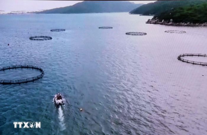 Nhiều mô hình nuôi biển sử dụng lồng bè nuôi hiện đại tại Khánh Hòa. (Ảnh: Công Thử/TTXVN)