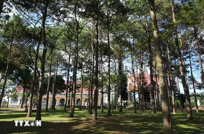 Những mảng xanh trong khuôn viên Nhà thờ Tân Hà được gìn giữ, tạo điểm nhấn cho trung tâm ngôi làng “Hà Nội mới.” (Ảnh: Nguyễn Dũng/TTXVN)