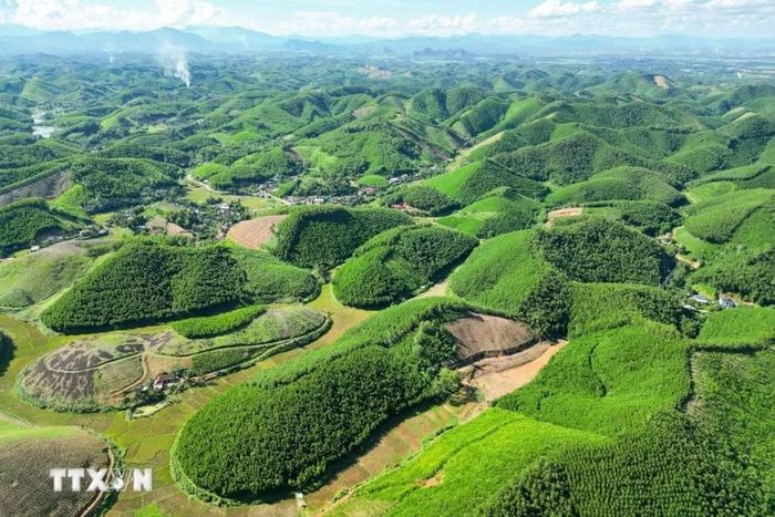 Cả nước hiện có khoảng 625.000 ha rừng trồng sản xuất gỗ lớn. (Ảnh minh họa. Nguồn ảnh: TTXVN)