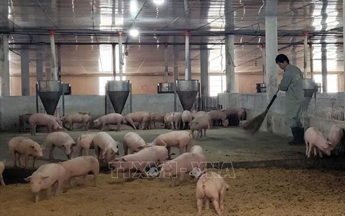 Khu nuôi lợn con mới tách mẹ của trang trại ứng dụng công nghệ cao Trang Linh ở xã Xuyên Mộc, Thành phố Hồ Chí Minh. Ảnh: Hoàng Nhị/TTXVN