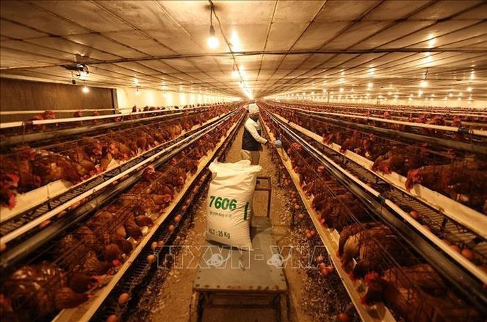 Chăm sóc đàn gà đẻ trứng thương phẩm ở trang trại của gia đình anh Cấn Văn Lâm, thôn Cấn Thượng, xã Kiều Phú, thành phố Hà Nội. Ảnh: Vũ Sinh/TTXVN