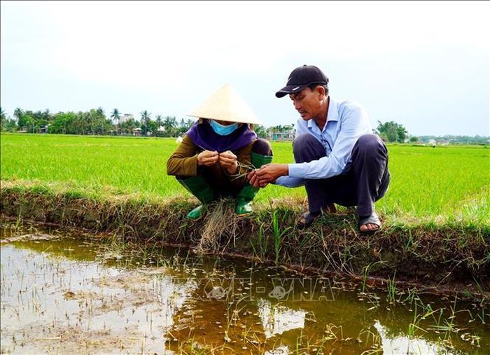 Nhiều ruộng lúa bị vàng úa, chết dần vì bị nhiễm mặn tại tỉnh Quảng Ngãi. Ảnh minh họa: Lê Phước Ngọc/TTXVN