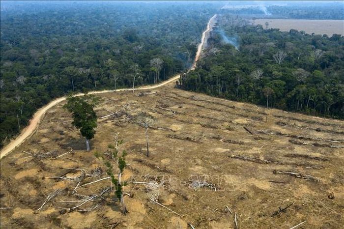 Khoảng rừng Amazon bị chặt phá tại Porto Velho, bang Rondonia, Brazil. Ảnh tư liệu - minh họa: AFP/TTXVN