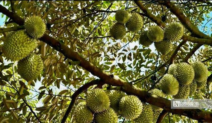 Sầu riêng đang là mặt hàng nông sản được Trung Quốc nhập khẩu nhiều nhất (Ảnh: Nguyễn Khánh).