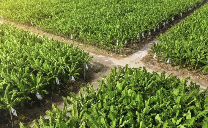 Vùng nguyên liệu chuối ứng dụng công nghệ cao được đầu tư mở rộng tại Tây Ninh và Gia Lai (Ảnh: AgriS)