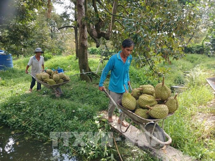 Nhà vườn Đồng Tháp thu hoạch sầu riêng. Ảnh: Công Trí - TTXVN 