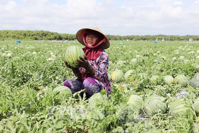 Niềm vui của người trồng dưa khi ruộng dưa đạt năng suất cao, trái đạt kích thước theo yêu cầu. Ảnh: Hữu Chí - TTXVN