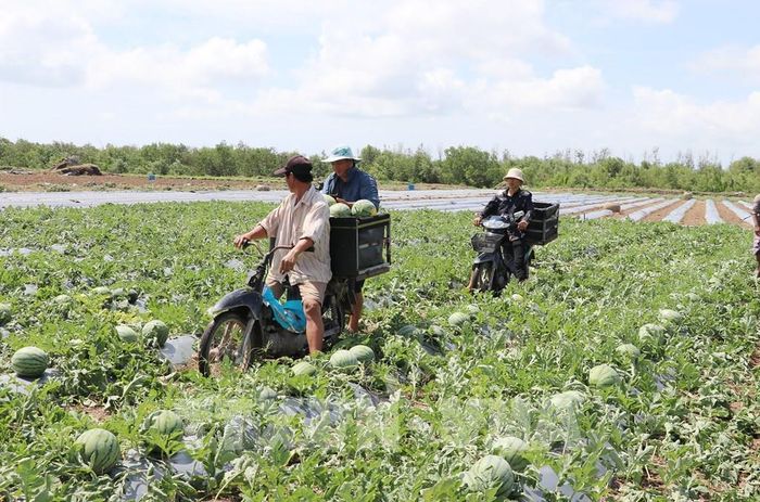 Nhân công sử dụng xe gắn máy chạy dưới các rãnh trồng dưa để chở trái dưa sau khi vừa cắt xong. Ảnh: Hữu Chí - TTXVN