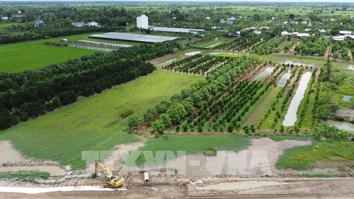 Công trình cao tốc đi qua gây khó khăn trong việc canh tác lúa nên một số nông dân ở xã Mỹ Quí chuyển sang trồng cây ăn trái hoặc bỏ đất hoang. Ảnh: Nhựt An - TTXVN