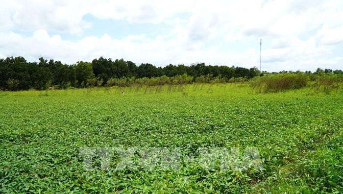 Khu đất hơn 3.300m2 của chị Phạm Thị Hoa ở xã Mỹ Quí (Đồng Tháp) không thể sản xuất lúa như trước đây, đã bỏ hoang khoảng 1 năm qua. Ảnh: Nhựt An - TTXVN