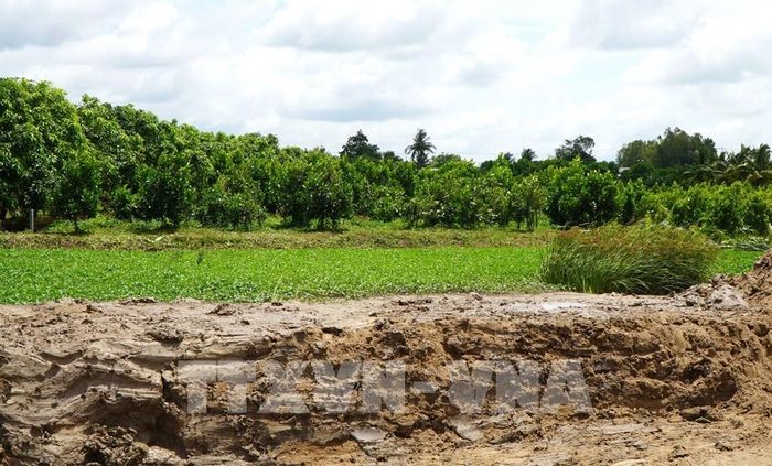 Công trình cao tốc đi qua gây khó khăn trong việc canh tác lúa nên khu đất của ông Nguyễn Văn Minh ở xã Mỹ Quí chuyển sang trồng mít. Ảnh: Nhựt An - TTXVN