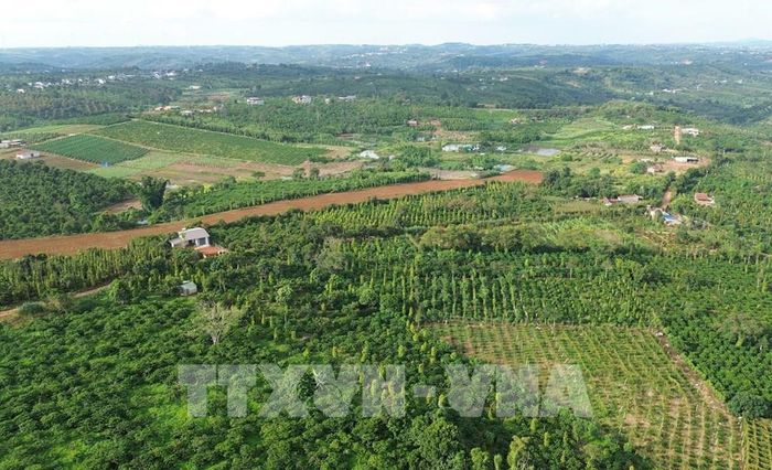 Đất đỏ bazan màu mỡ cùng điều kiện khí hậu thuận lợi giúp khu vực phía Tây Lâm Đồng phát triển các loại cây trồng có giá trị kinh tế cao như cà phê, hồ tiêu. Ảnh: Nguyễn Huy Thành – TTXVN